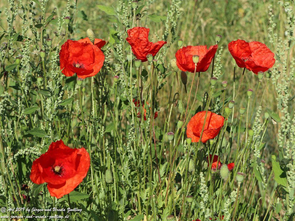 Rheinhessen - Mainz Finthen - Ober Olmer Wald