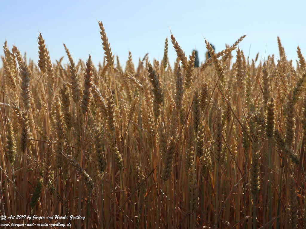 Rheinhessen - Mainz Finthen - Ober Olmer Wald