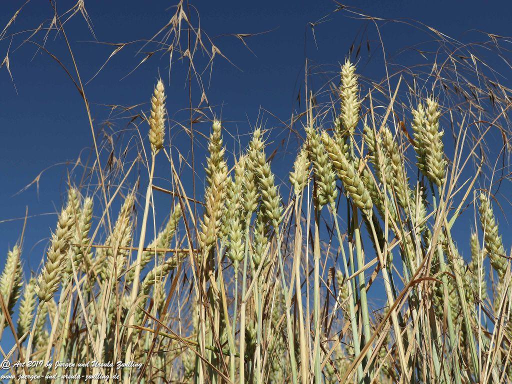 Rheinhessen - Mainz Finthen - Ober Olmer Wald