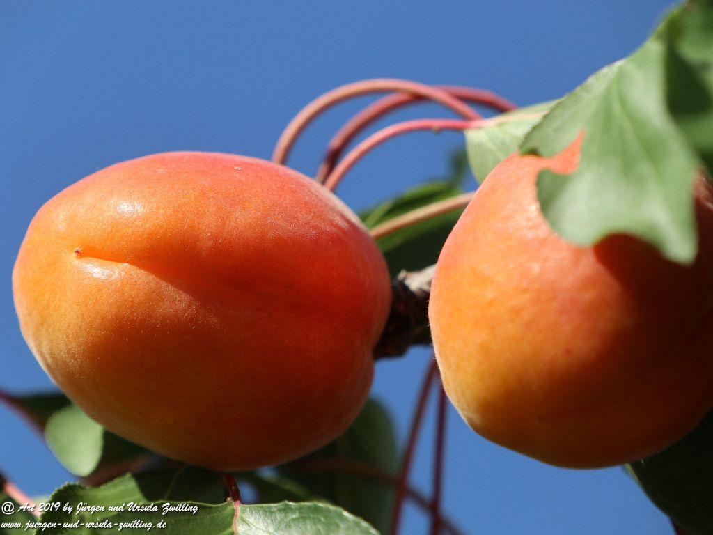 Rheinhessen - Mainz Finthen - Ober Olmer Wald