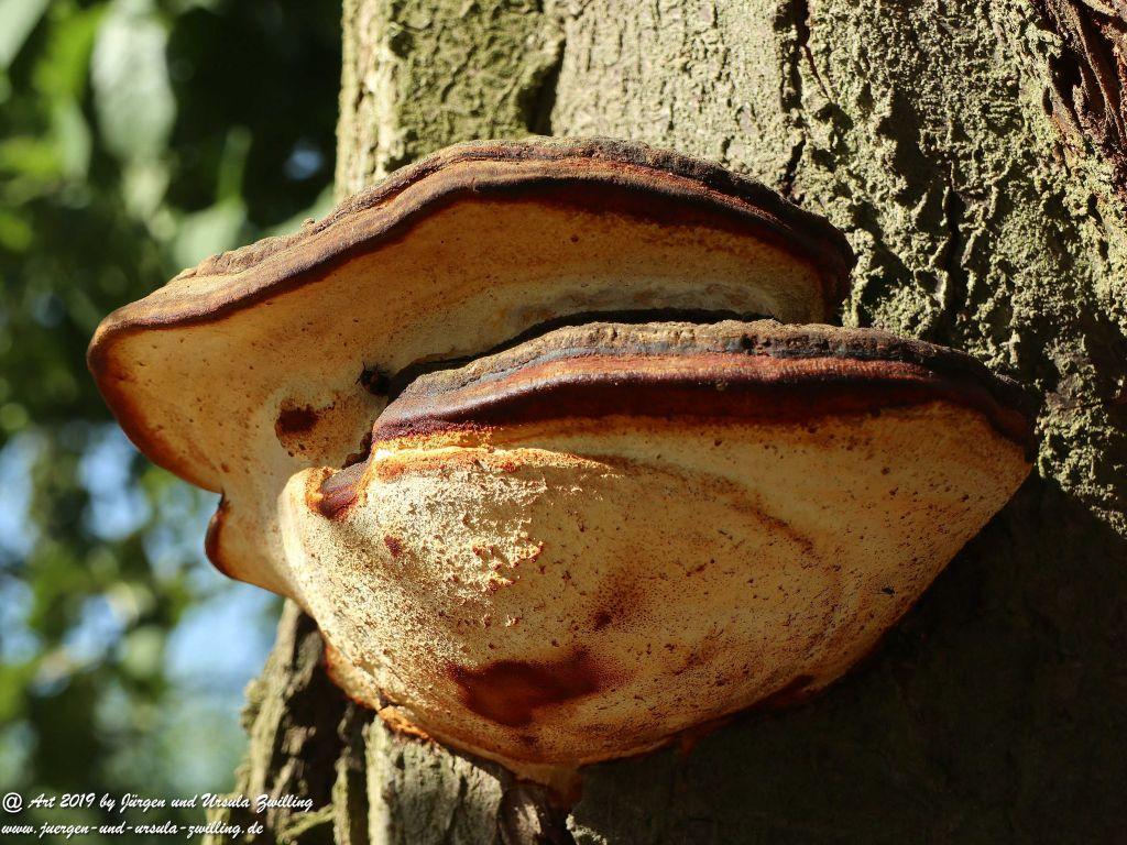 Rheinhessen - Mainz Finthen - Ober Olmer Wald