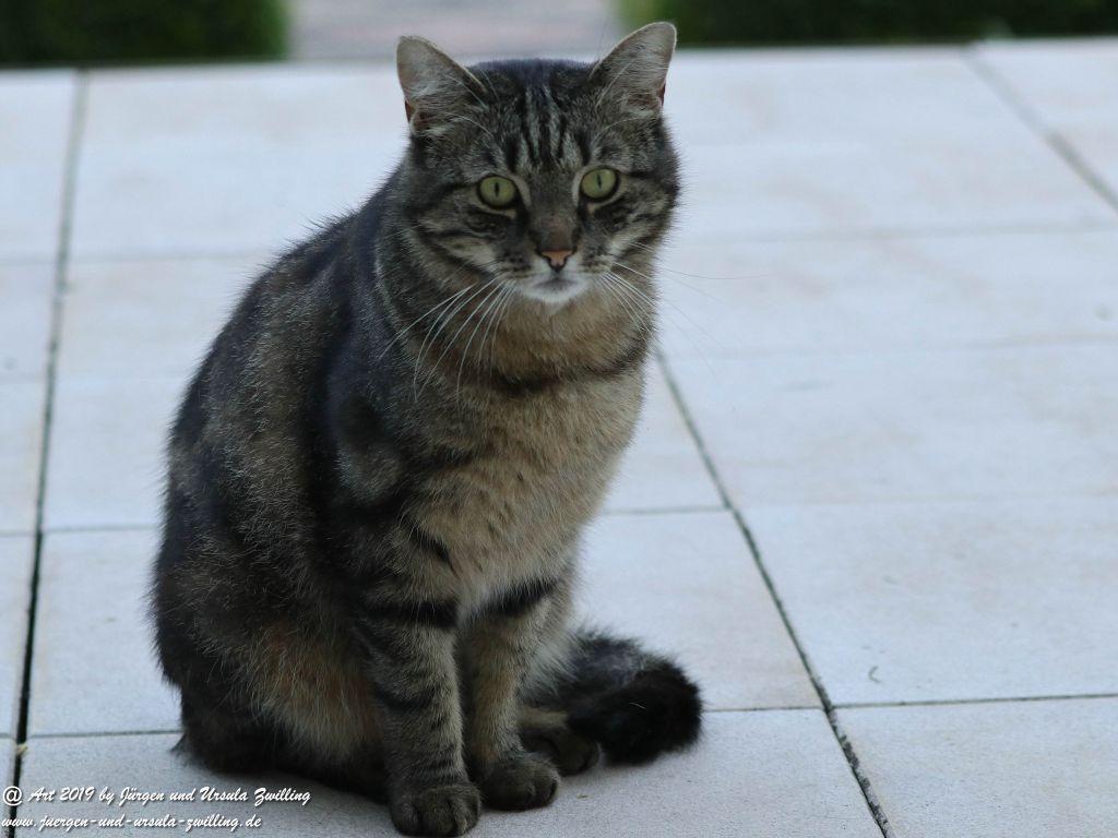 Katze Mimi #drrodolfo #katzemimi 