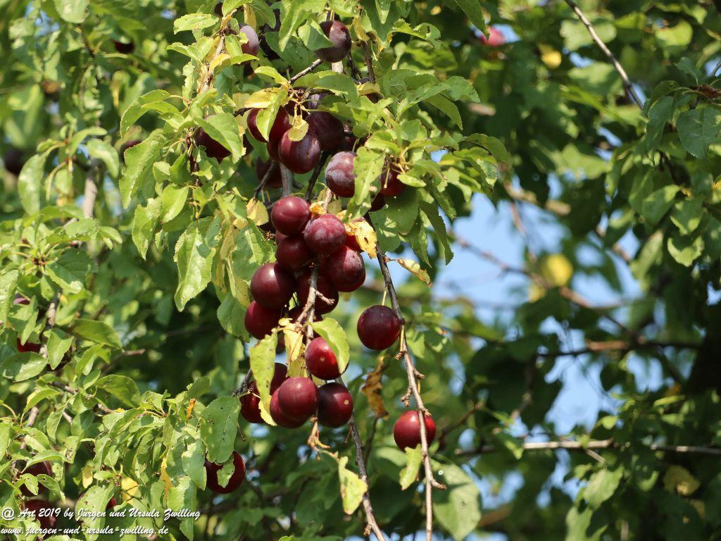 Rheinhessen im Sommer