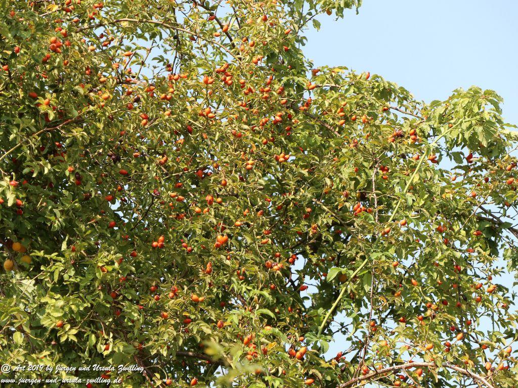 Rheinhessen im Sommer