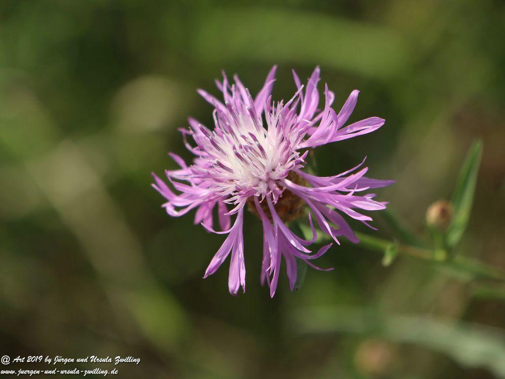 Rheinhessen im Sommer