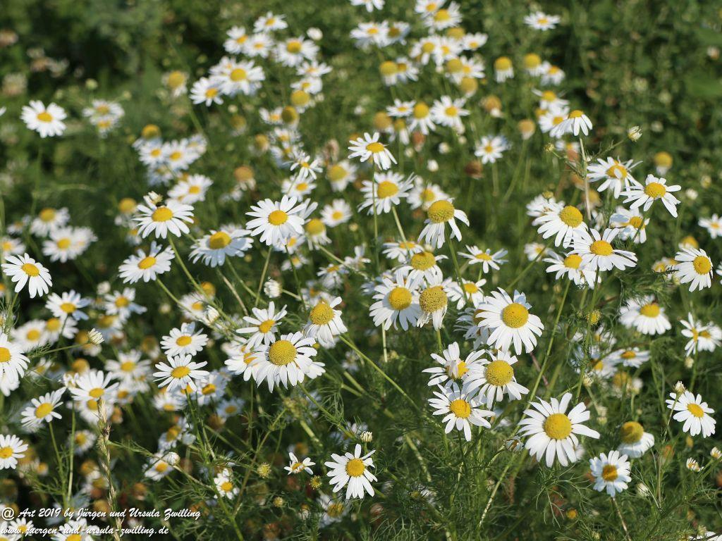 Rheinhessen im Sommer