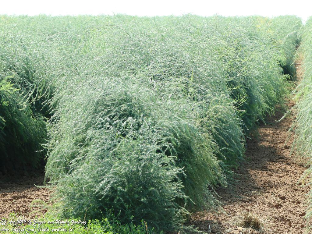 Rheinhessen im Sommer