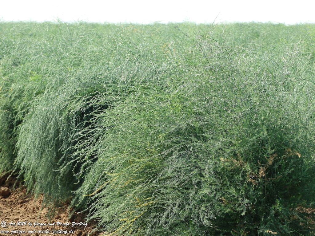 Rheinhessen im Sommer