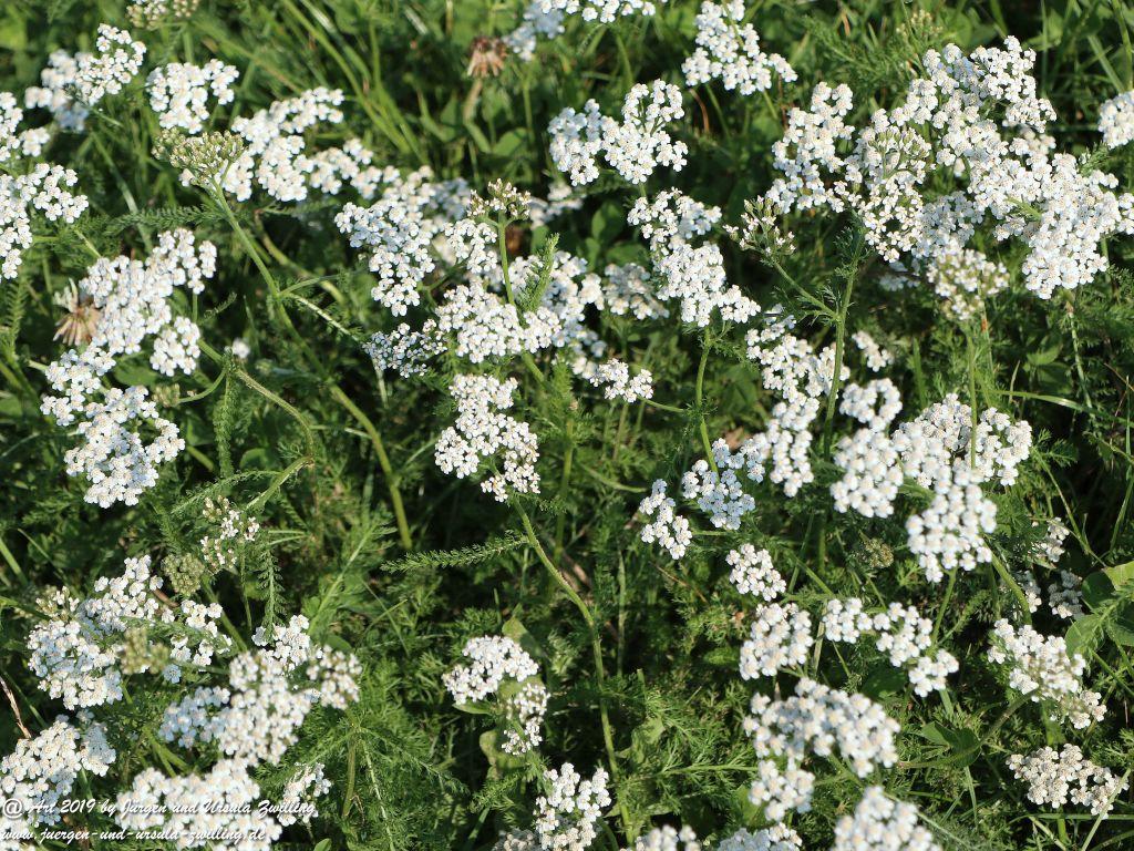 Rheinhessen im Sommer