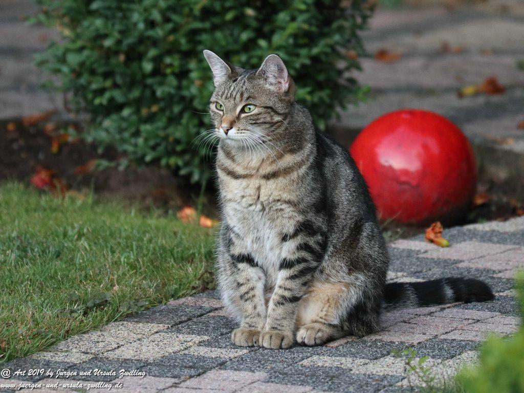 Katze Mimi im August 2019 #drrodolfo #katzemimi