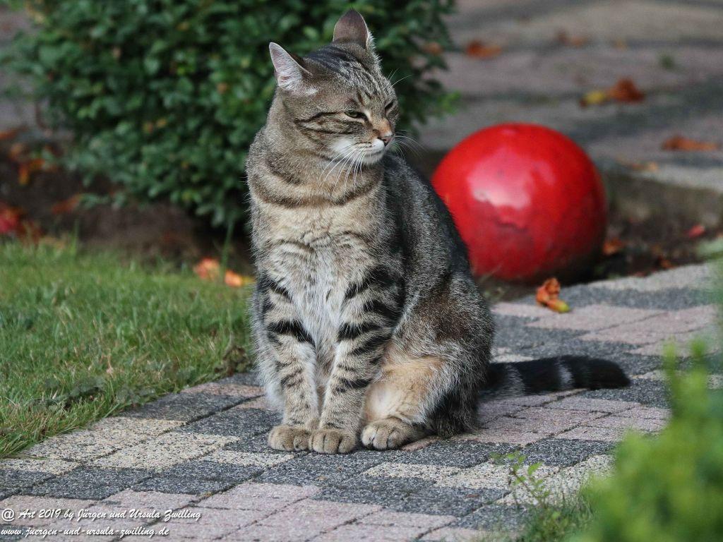 Katze Mimi im August 2019 #drrodolfo #katzemimi