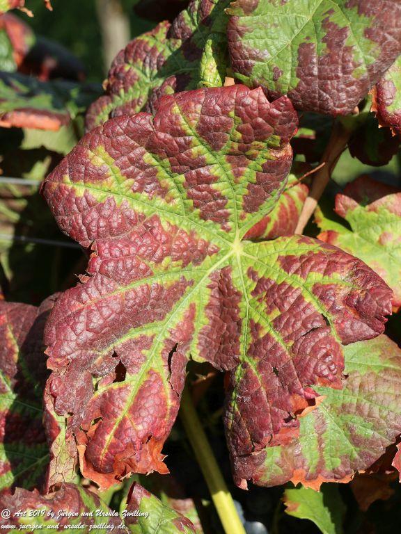 Philosophische Bildwanderung Küstenweg Rheinhessen - Rundweg Siefersheim