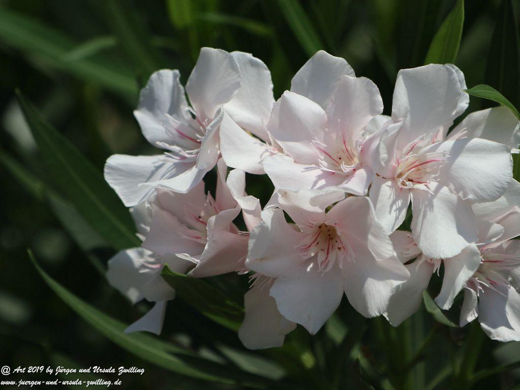 Nerium oleander weiss  - in Taranto - Tarent - in Apulien - Italien