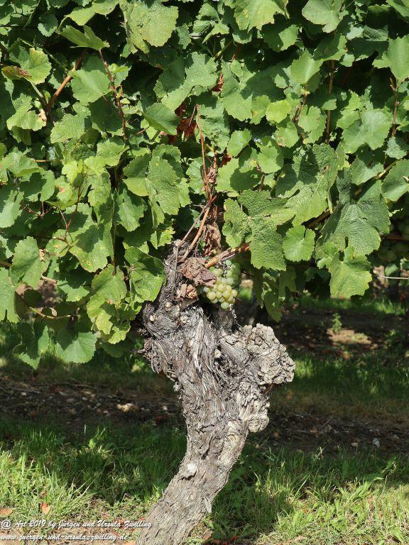 Reben - Trauben in Rheinhessen - Siefersheim - Wöllstein