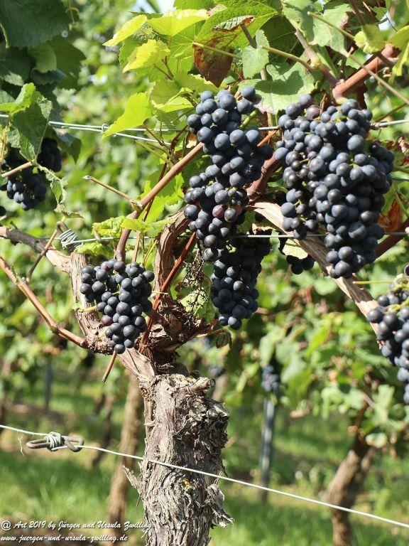 Reben - Trauben in Rheinhessen - Siefersheim - Wöllstein