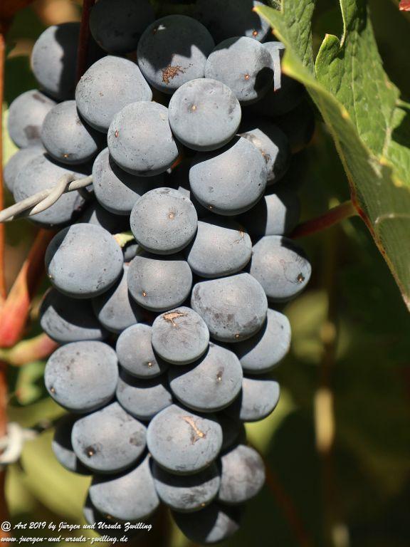 Reben - Trauben in Rheinhessen - Siefersheim - Wöllstein