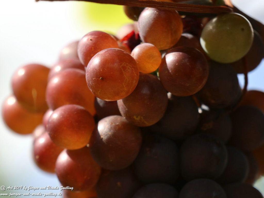 Reben - Trauben in Rheinhessen - Siefersheim - Wöllstein