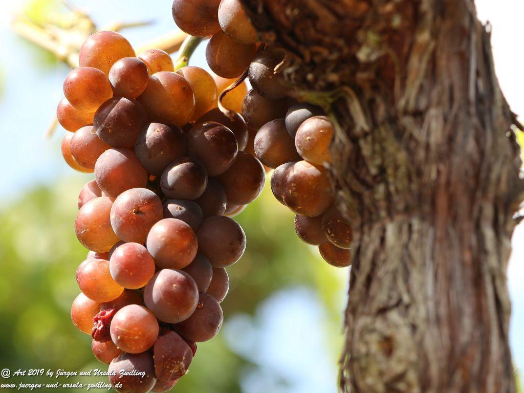 Reben - Trauben in Rheinhessen - Siefersheim - Wöllstein
