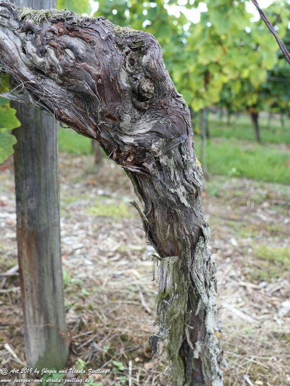 Reben - Trauben in Rheinhessen - Siefersheim - Wöllstein