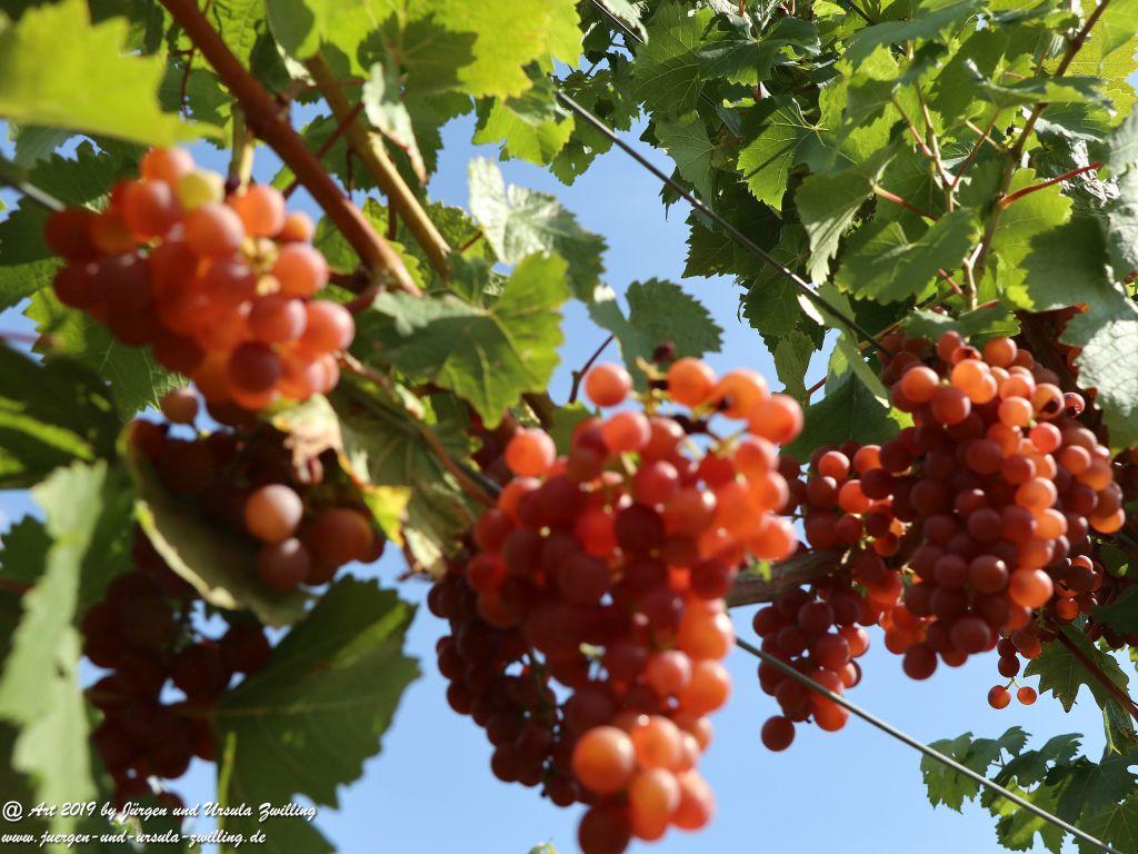 Reben - Trauben in Rheinhessen - Siefersheim - Wöllstein