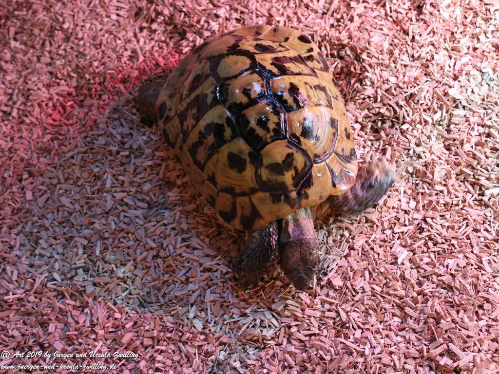 Schildkröten Umzug ins Winterquartier