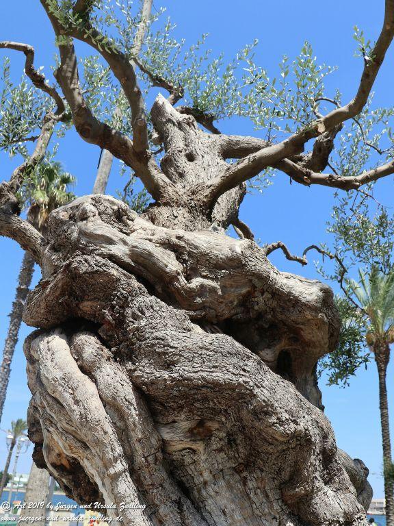 Olivenbaum - Kunst in Brindisi in Apulien - Italien