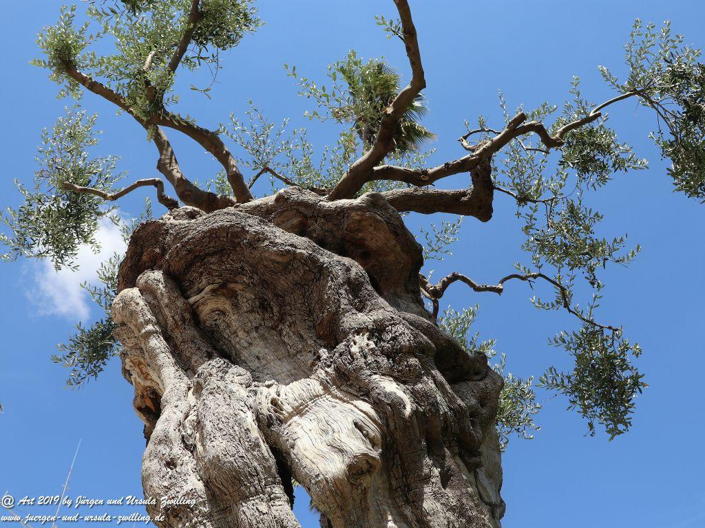 Olivenbaum - Kunst in Brindisi in Apulien - Italien