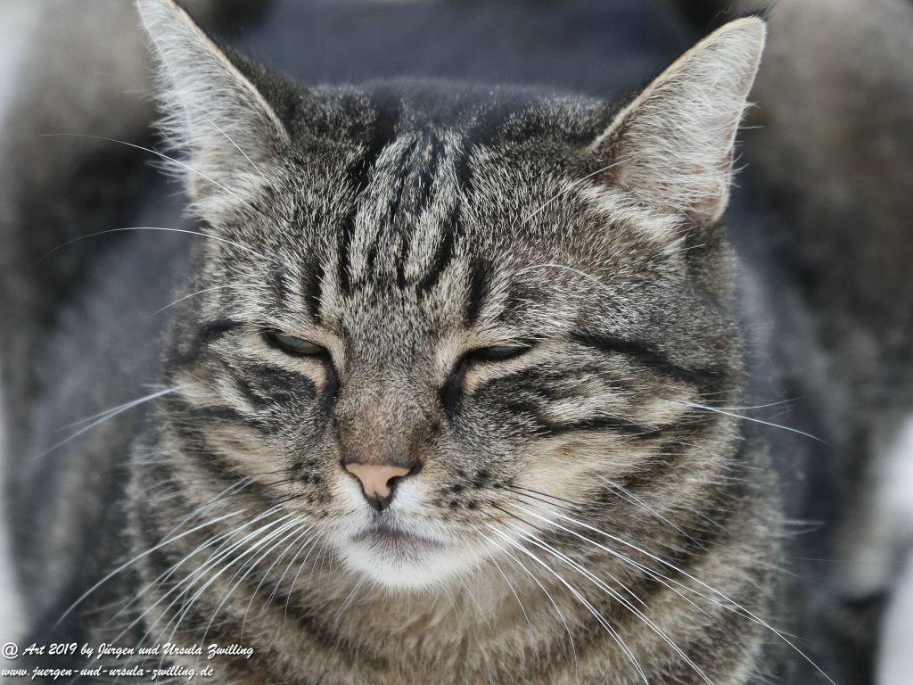 Katze Mimi im Oktober 2019 #drrodolfo #katzemimi