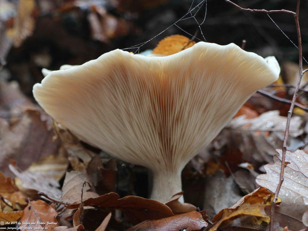 Pilze - Ober Olmer Wald - Rheinhessen