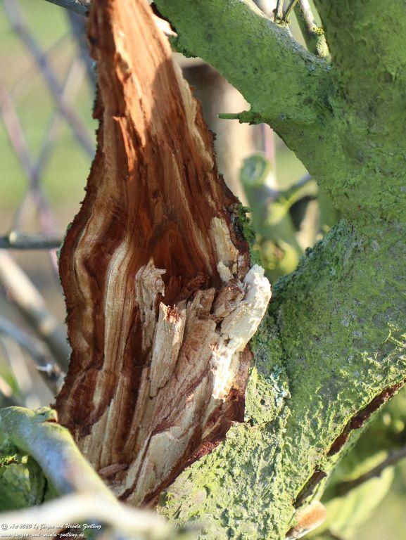Felder Mainz Finthen und Ober Olmer Wald an Neujahr
