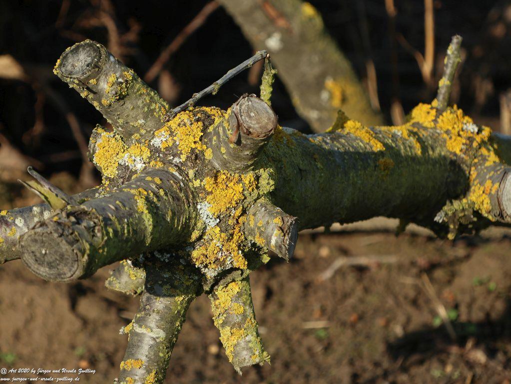 Felder Mainz Finthen und Ober Olmer Wald an Neujahr