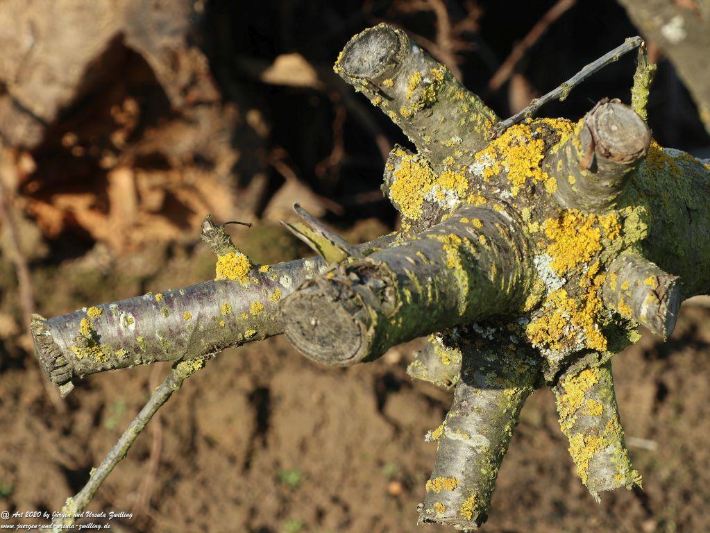 Felder Mainz Finthen und Ober Olmer Wald an Neujahr