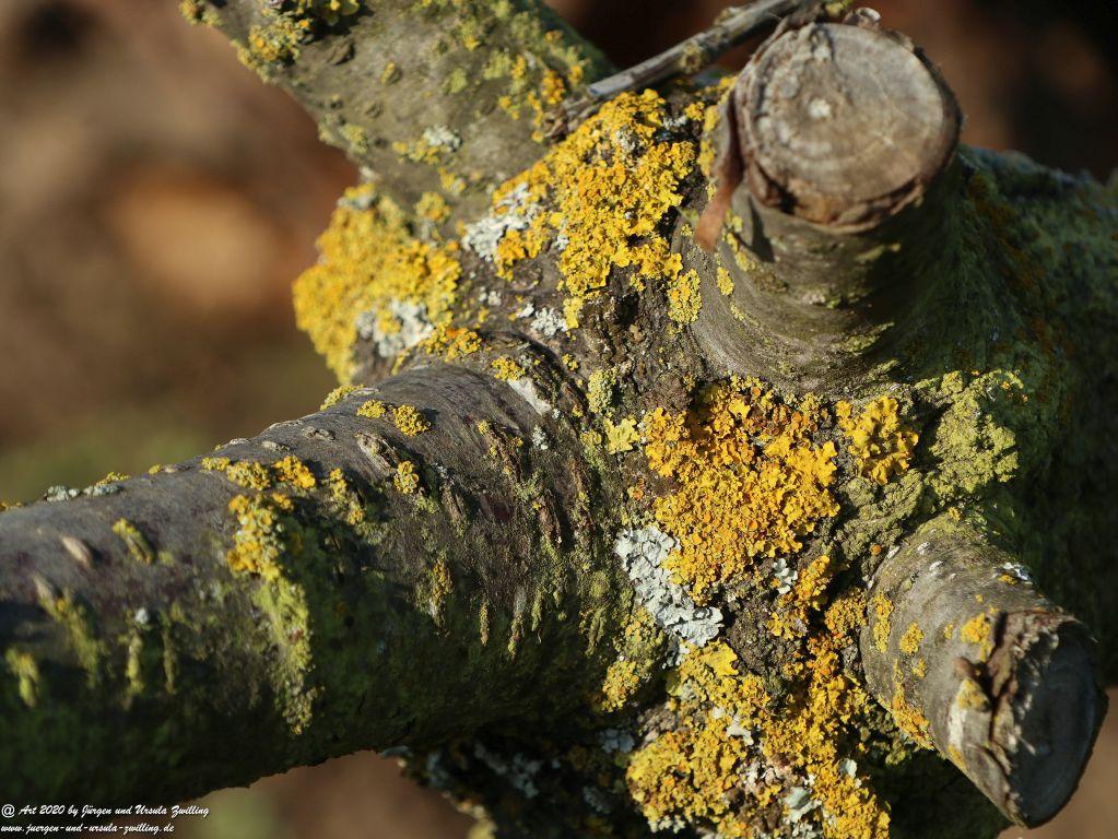 Felder Mainz Finthen und Ober Olmer Wald an Neujahr 
