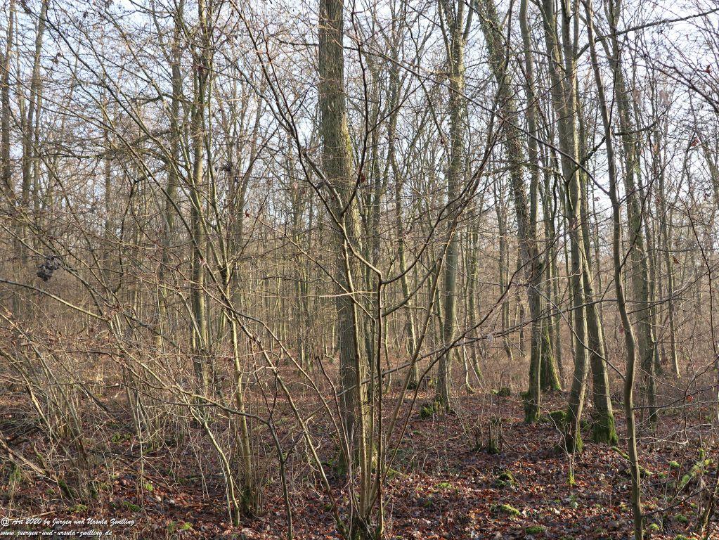 Felder Mainz Finthen und Ober Olmer Wald an Neujahr 