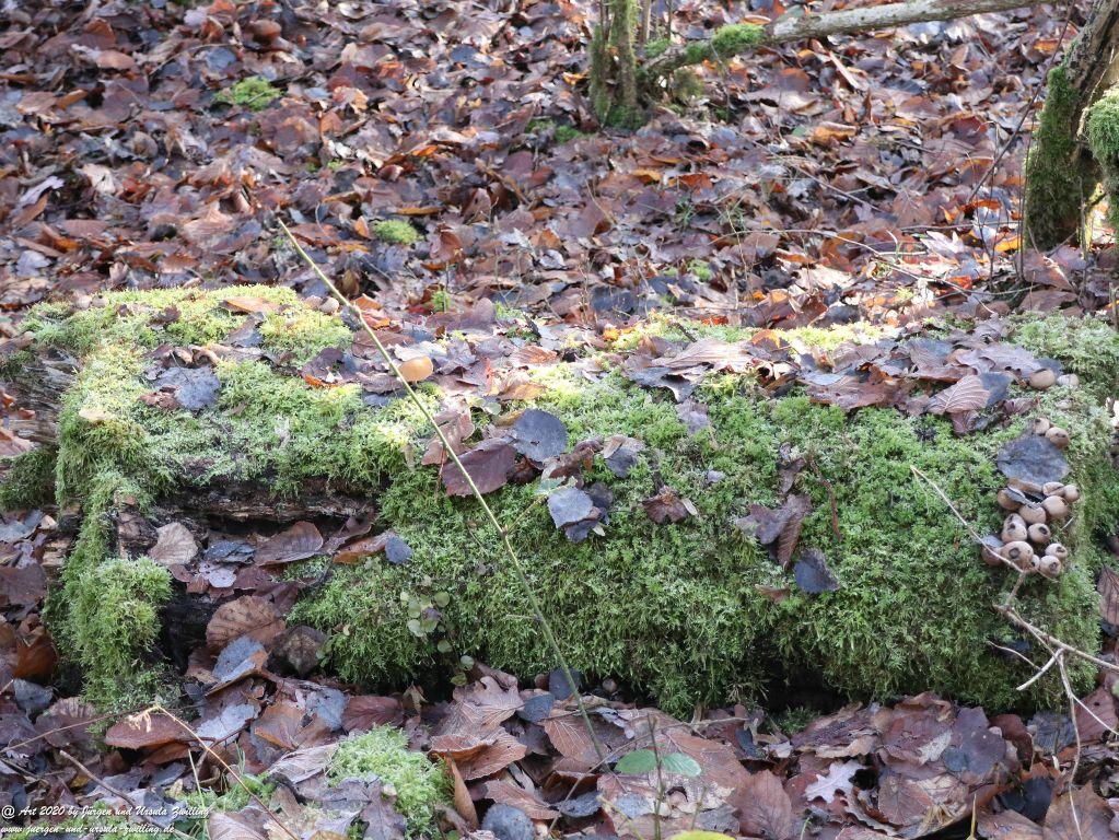 Felder Mainz Finthen und Ober Olmer Wald an Neujahr 