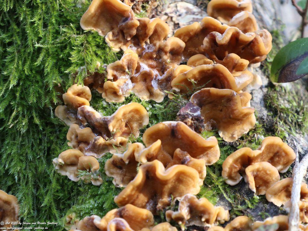 Felder Mainz Finthen und Ober Olmer Wald an Neujahr