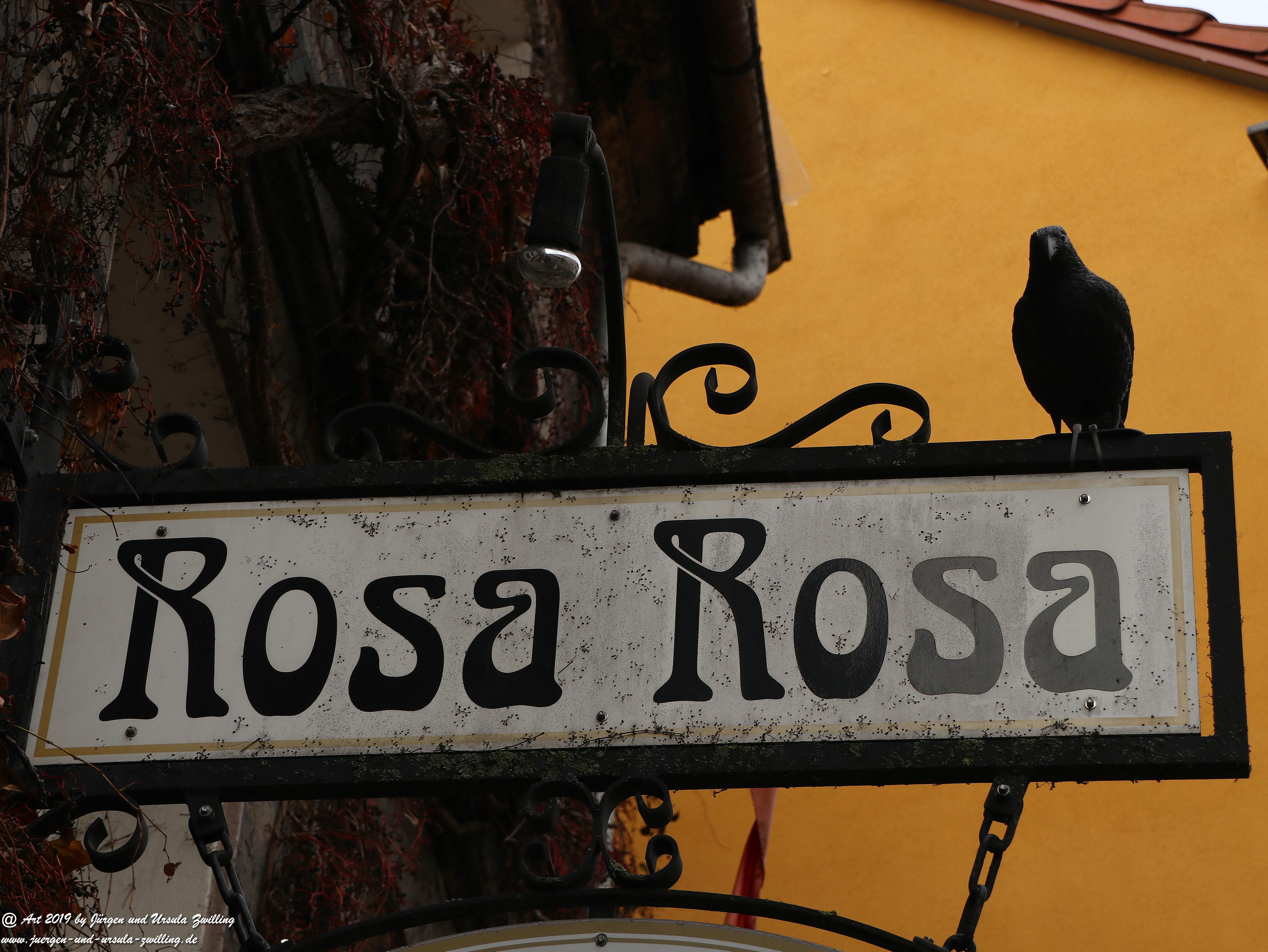 Rosa Rosa