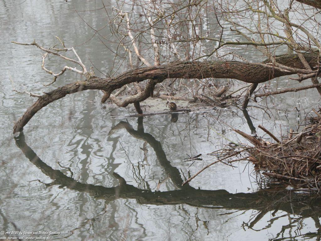 Philosophische Bildwanderung im Nebel von Eltville am Rhein nach Hattenheim zurück nach Eltville