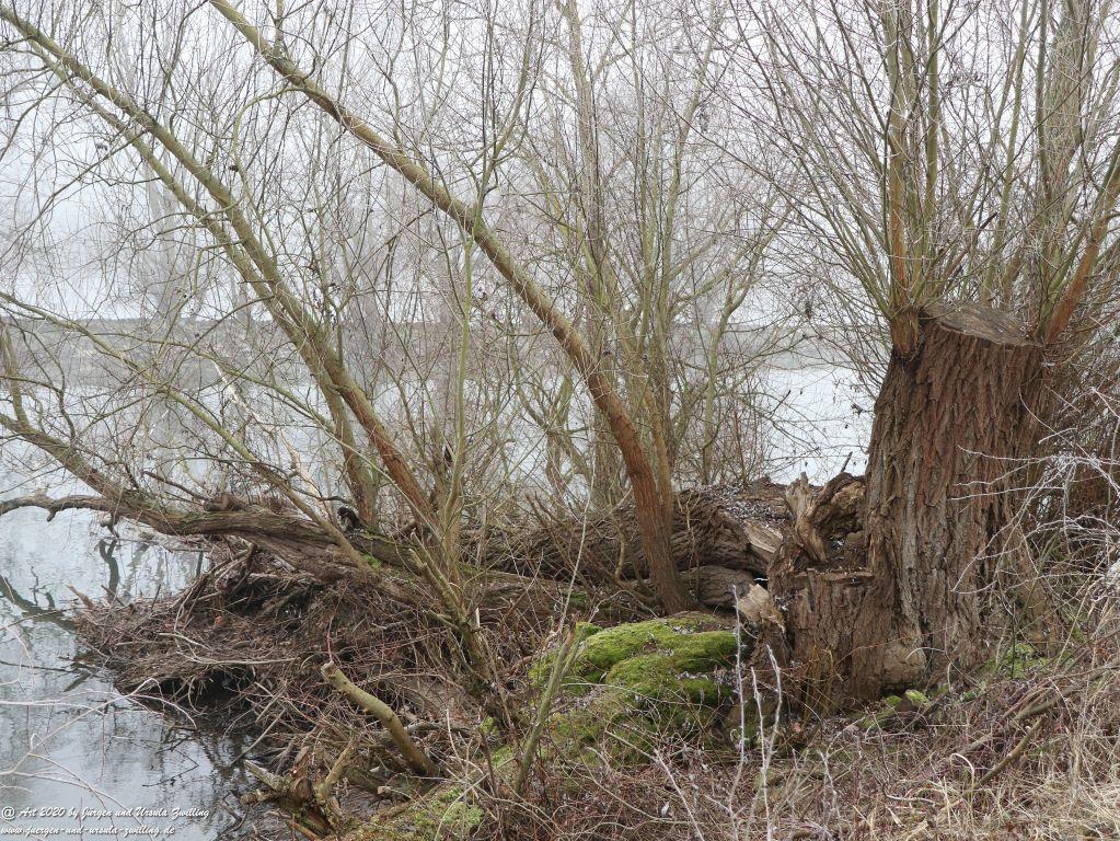 Philosophische Bildwanderung im Nebel von Eltville am Rhein nach Hattenheim zurück nach Eltville