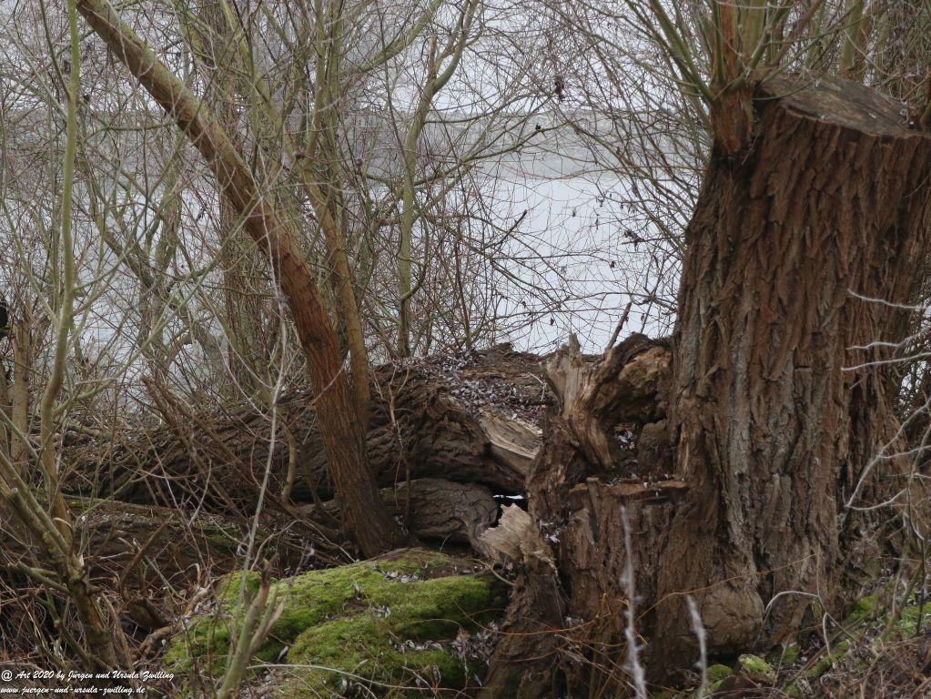 Philosophische Bildwanderung im Nebel von Eltville am Rhein nach Hattenheim zurück nach Eltville