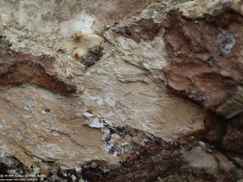 Philosophische Bildwanderung im Nebel von Eltville am Rhein nach Hattenheim zurück nach Eltville