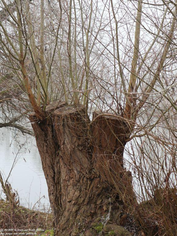 Philosophische Bildwanderung im Nebel von Eltville am Rhein nach Hattenheim zurück nach Eltville