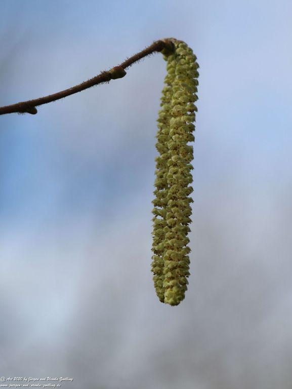 Blüte der Gemeine Hasel (Corylus avellana) - Ober Olmer Wald - Rheinhessen