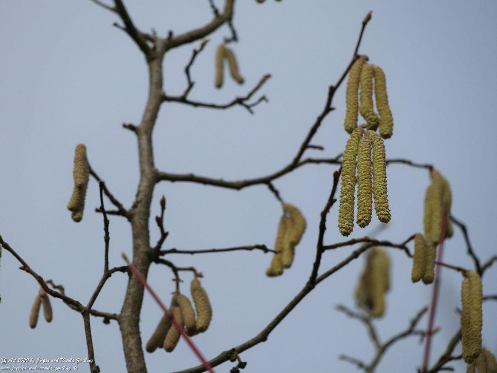 Blüte der Gemeine Hasel (Corylus avellana) - Ober Olmer Wald - Rheinhessen