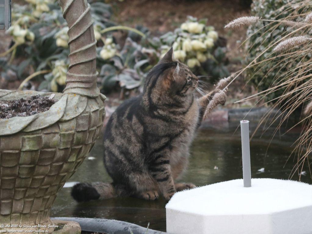 Katze Mimi auf dem Eis