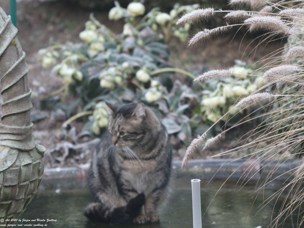 Katze Mimi auf dem Eis