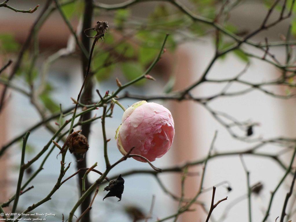 Strasbourg - Straßburg - Elsass - Frankreich