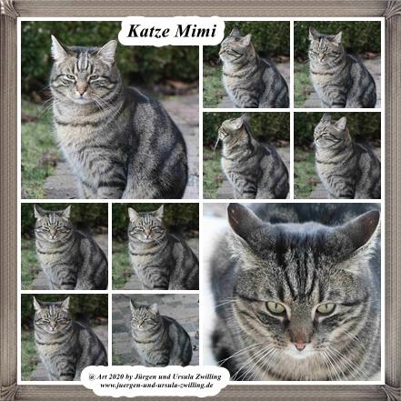Katze Mimi