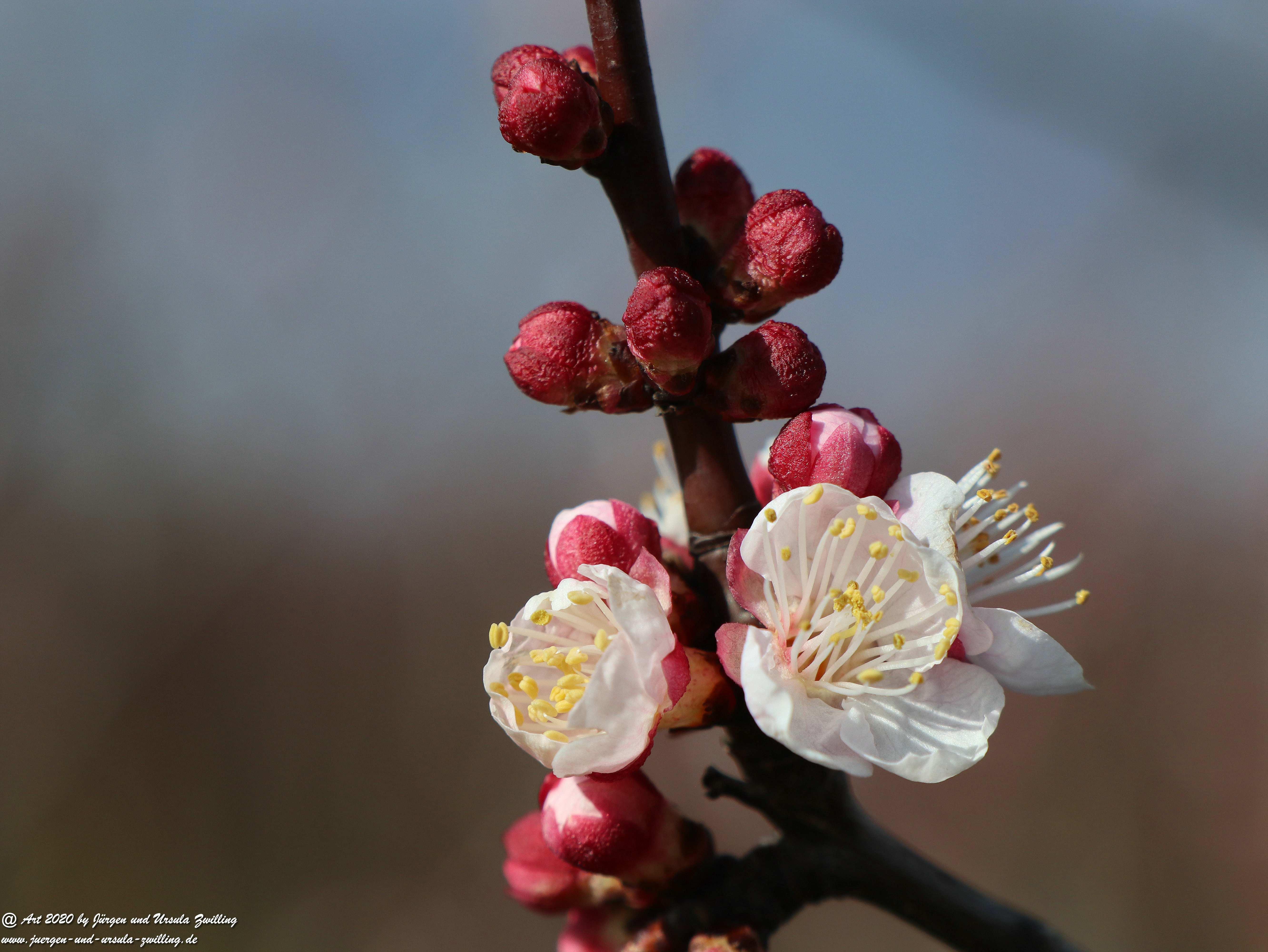 Frühstart Aprikosenblüte 4 