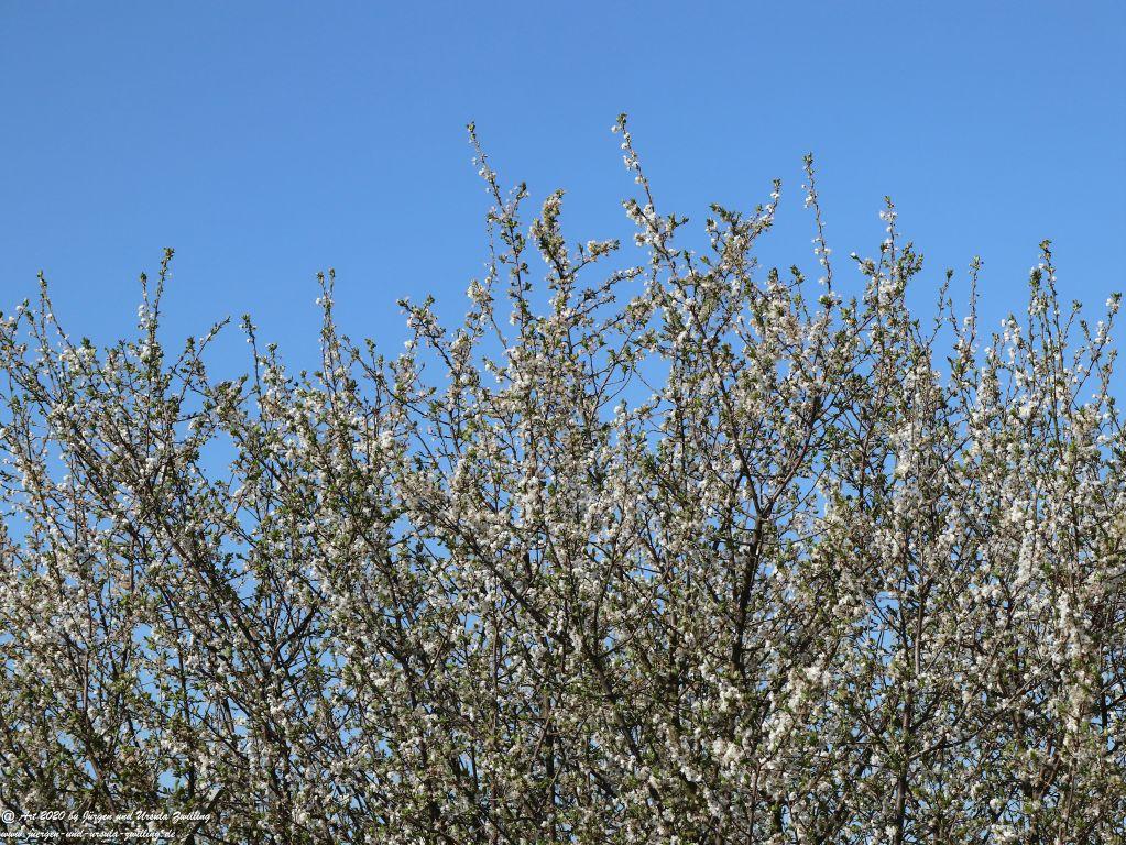 Frühling in Rheinhessen